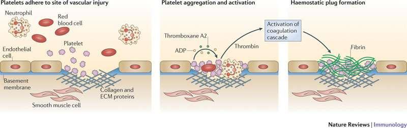 Trombocyten functie Beschadiging endotheel - Plaatjes adhesie en vormverandering -