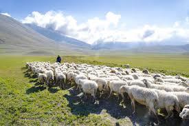 herder. Ik ken mijn schapen en mijn schapen kennen mij, 15 zoals de Vader mij kent en ik de Vader ken. Ik geef mijn leven voor de schapen.