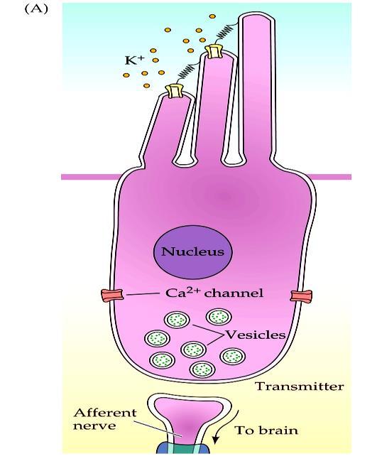 Perm Connexine Genetische Perm anent anent 2 oorzaken: 6 / hearing GJB2 loss Cx26 loss