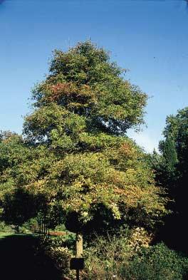 Nyssa sylvatica Malus Kola Malus Kola is een van