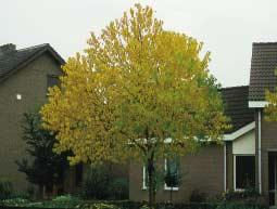 Prunus maackii is een vrij brede boom met zeer vroeg
