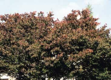 Iepen (Ulmus) worden meestal zeer grote bomen.