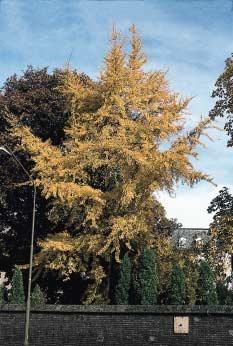 Coniferen Coniferen Het zijn de winterkale