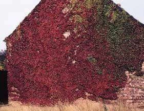 Hydrangea anomala subsp.