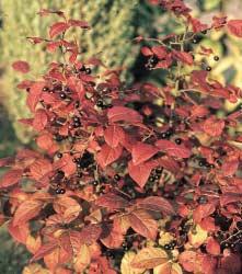 Rosa rugosa is met heldergeel herfstblad een topper.
