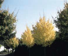 De boom kleurt helder lichtgeel. Acer cappadocicum en A.