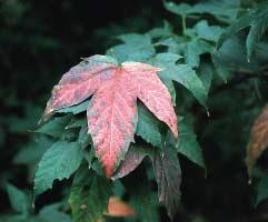 Acer carpinifolium Acer japonicum Aconitifolium Acer