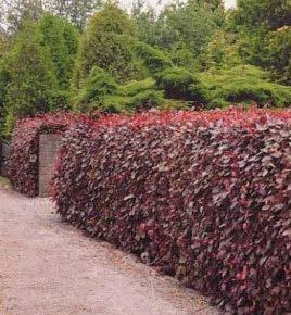 In de Eetbare Tuin komen bessen, kastanjes, noten en een moestuin/boomgaard. In de Kastanjetuin zijn kastanjehouten afrasteringen, magnolia s en stokrozen met een boerenhaag.