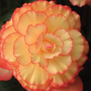 15-25 VI-X 5/op 4/5 3/4 Non Stop type in 7 kleuren, import 20-25 VI-X 5/op 4/5 3/4 Begonia Picotee Begonia Bertinii Voor