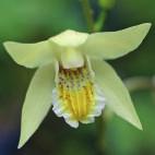 B. hyacinthina Triple Lips ), paarsroze met afwijkende driebladige bloemen, import 30-40 V-VI I 5 Yellow (syn. B.