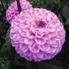 Bayou (Bayou) Dahlia anemoonbloemig Floorinoor Dahlia anemoonbloemig Life Style Dahlia anemoonbloemig Totally