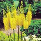 Dicentra (vaste plant) formosa Luxuriant (Tranend of Gebroken hartje),
