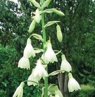 Staffelprijzen Gladiolus callianthus Murielae prijzen per 1.
