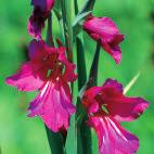 Geranium sanguineum Max Frei 2 communis ssp byzantinus (syn. G.