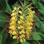 Hedychium (Siergember) (vaste plant) aurantiacum scharlaken, import 150 VIII-X I ellipticum