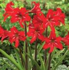 scharlaken, import 40 VII-IX I 5 Park Red rood 40 VII-IX 16/op 5 Red Fire rood