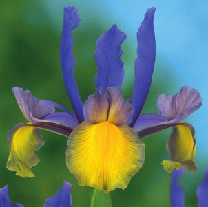 Vervolg Iris Grofbollige op kleur 3 blauw blauw 60-80