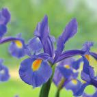 Mystic Beauty Iris hollandica Golden Beauty Iris