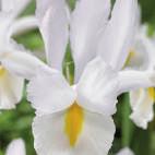 Iris hollandica Silvery Beauty Iris hollandica Chopin Iris