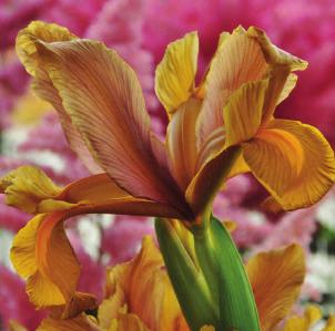 Vervolg Iris overig 3 Montecito geel met crèmewit 50-65 VI-VII # 10/op