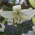 , (nieuw) 120 VIII 20/op 18/20 Lupine (vaste plant) Lilium pumilum