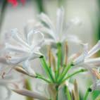 crispa), lichtroze 30-45 IX-X 10/op Narcissus tazetta Avalanche
