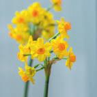 Narcissus tazetta Grand Soleil d Or Nerine bowdenii Isabella Nerine