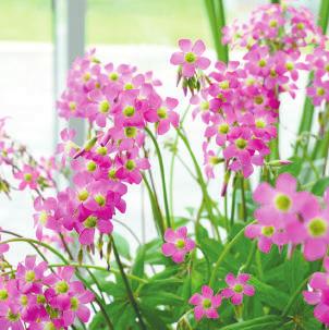 Paeonia (Pioenroos) (vaste plant) Oxalis depressa Oxalis lasiandra 3 lactiflora Bowl of Beauty roze met geel, Japans type