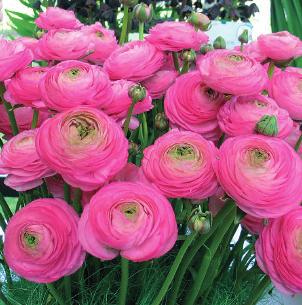 import (Israël) selectie voor potcultuur 25-30 VI-VIII # 6/7 # 5/6 Ranunculus asiaticus Aviv roze 3 Tomer gemengd