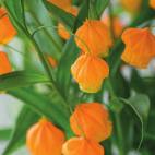 aurantiaca oranje 60 VII-VIII 10 gr 7-10 gr 4-7 gr Sanguinaria (Canadese bloedwortel) (vaste plant) canadensis enkel, wit, import
