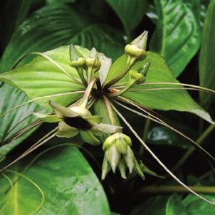 Amaryllis formosissima), donkerrood 15-30 VI 18/op Sparaxis tricolor Sprekelia formosissima Tacca chantrieri