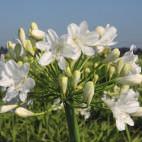 160-200 VI-VII I Allium cernuum White Dwarf Alchemilla (vaste plant) mollis (Vrouwenmantel), groengeel 30-40