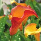 Zantedeschia Red Alert Sapporo wit 50-60