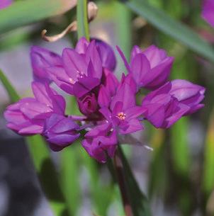 ramosum Amarcrinum 3 howardii (Crinodonna), roze 75 IX-X 24/op 20/24 Amarine 3 Belladiva roze 75 IX 16/op 3