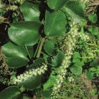 purperen strepen op witte ondergrond, import 30-40 IV-V I draconitum (pinellia), groen met grote bladeren 50-60 VI-VII I