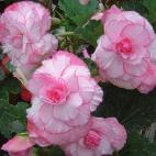 lichte tinten 20-25 VI 5/op Astilbe japonica Rheinland Babiana stricta Begonia Bouton de Rose Begonia Dubbel
