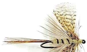 12 draad: beige of licht geel 6/0 staart: bosje bruine fibers ribbing: bruine polyfloss body: licht beige of roomkleurige grove(antron) dubbing vleugel: nijlgans gesplitst met loophackle hackle: een