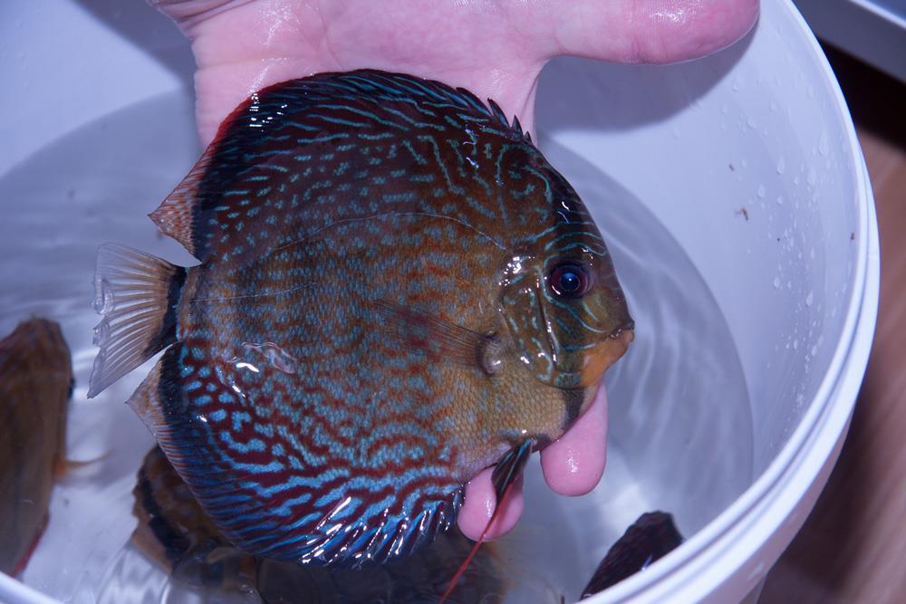 38 Handtamme vissen laten zich makkelijk overzetten naar een nieuw aquarium.