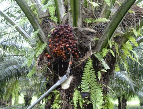 Trading update derde kwartaal 2018 6 Energy & Resources SIPEF SIPEF (AvH 30,75%) produceert uitsluitend duurzame en traceerbare palmolie die gecertificeerd is volgens de voorschriften van RSPO.