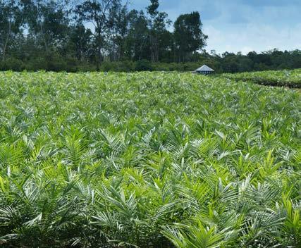 SIPEF realiseerde in het derde kwartaal opnieuw een sterke stijging van de palmolieproductie in haar eigen plantages.