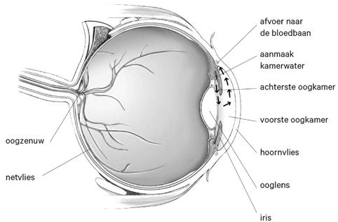 Oorzaak Het is nog niet precies bekend waardoor de aantasting van de oogzenuw bij glaucoom veroorzaakt wordt. Er zijn wel veel factoren bekend die de kans op glaucoom aanzienlijk verhogen.