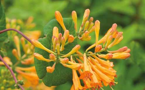 De bloemen zijn geel tot oranjerood en zeker bij gezaaide planten variabel.