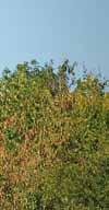De bekendste cultivar is Dropmore Scarlet (die officieel Dropmore Scarlet Trumpet heet). Deze werd in 1950 in Dropmore, Manitoba (Canada) door dr. F.L. Skinner ontwikkeld.