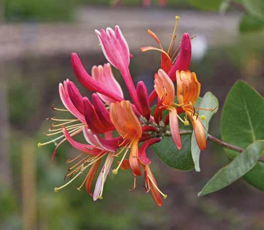 Sempervirens betekent altijd groen, maar alleen in het zuidelijkste deel van het verspreidingsgebied is de plant wintergroen. Het opvallendste kenmerk van deze soort is dat de bloemen oranje zijn.