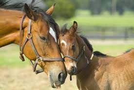 Je kunt een paard naar de rivier