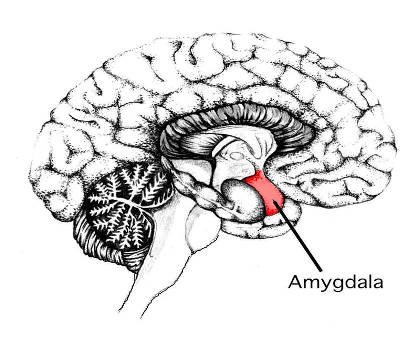 Coping Amygdala Koppelt emotie aan info van zintuigen. Werkt samen met hippocampus. Versterken de verbinding tussen zenuwcellen. Amygdala specifiek : verbinding herinneringen en emotie.