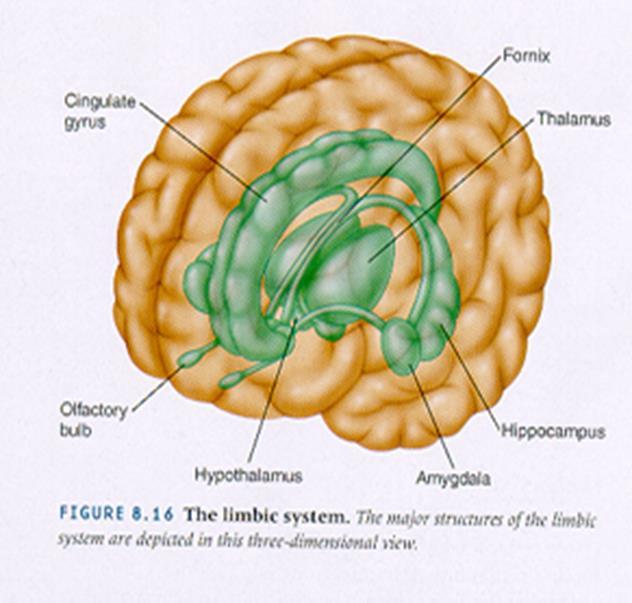Limbisch systeem Hippocampus lange termijn geheugen Fornix verbindt hippocampus met hypothalamus Hypothalamus reguleert autonome zenuwstelstel Thalamus