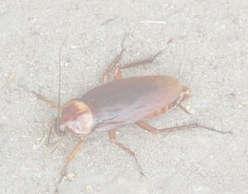 Kakkerlakken op Curacao Ook op Curaçao komen verschillende soorten kakkerlakken voor.