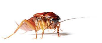 maar ook de kleine smalle bladkakkerlakken die onder dode bladeren wonen en niet al te vaak huizen binnendringen. Kakkerlak een huisdier.