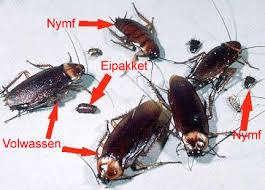 Kakkerlakken behoren tot de groep van de insecten, waarvan er over de hele wereld meer dan een miljoen verschillende soorten rond lopen,